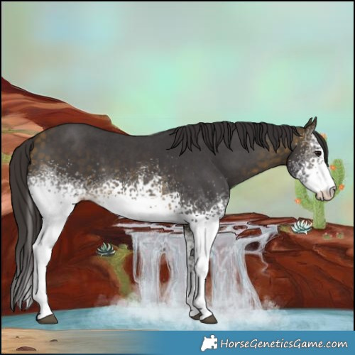 Horse Color:White Spotted Buckskin Sabino 