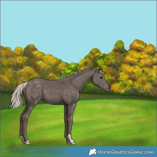 Horse Color:Silver Black 