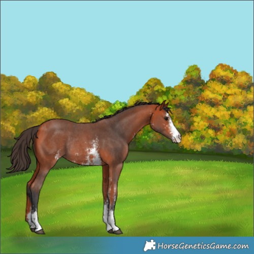 Horse Color:Bay Sabino Rabicano 