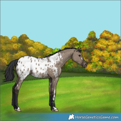 Horse Color:White Spotted Brown Dun Blanket 