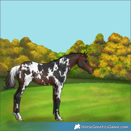 Horse Color:White Spotted Bay Rabicano 