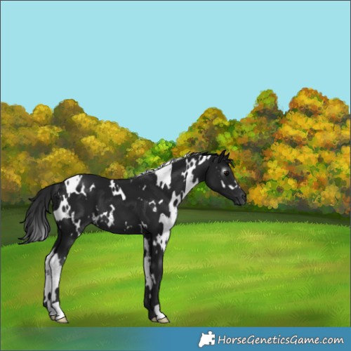 Horse Color:Gray White Spotted Brown 