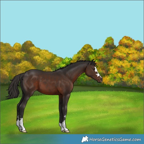 Horse Color:Liver Chestnut 