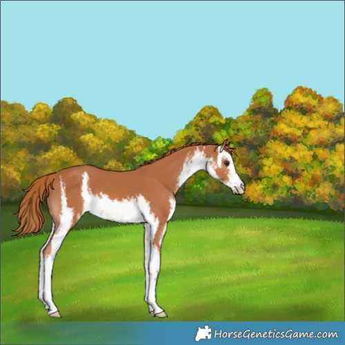 Horse Color:White Spotted Chestnut 