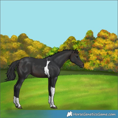 Horse Color:Brown Tobiano 