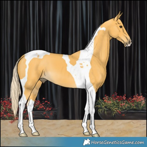 Horse Color:Palomino Tobiano 