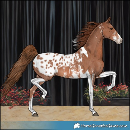 Horse Color:Chestnut Sabino Tobiano Appaloosa