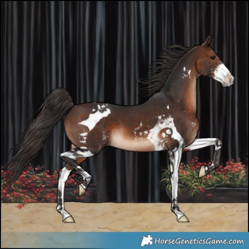 Horse Color:Brown Sabino Tobiano