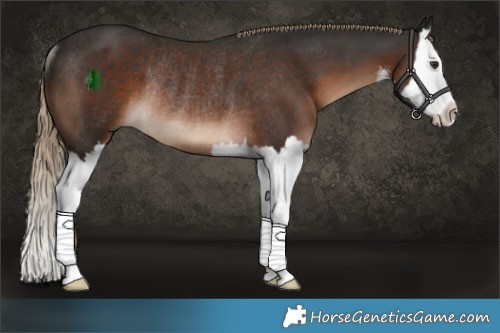 Horse Color:White Spotted Liver Chestnut Splash Rabicano 