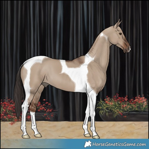 Horse Color:Liver Red Dun Tobiano