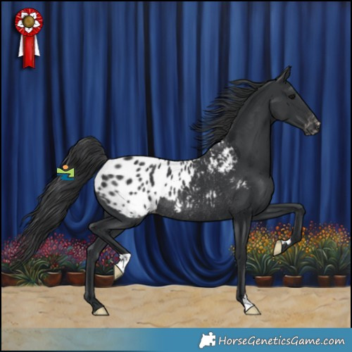 Horse Color:Black Appaloosa Rabicano 