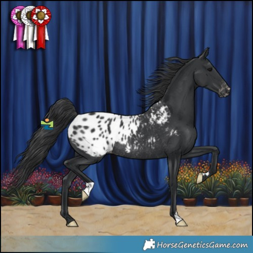 Horse Color:Black Appaloosa Rabicano