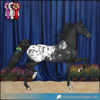 Horse Color:Black Appaloosa Rabicano 