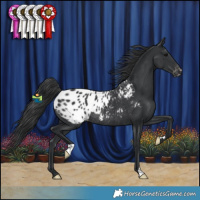 Horse Color:Black Appaloosa Rabicano
