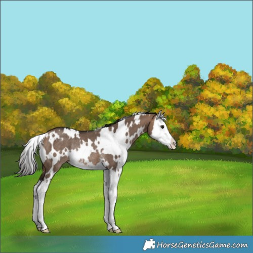 Horse Color:White Spotted Bay Dun Splash Rabicano 