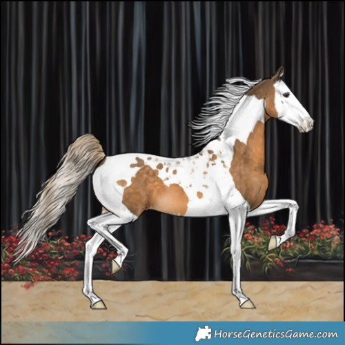Horse Color:Chocolate Palomino Splash Tobiano Appaloosa