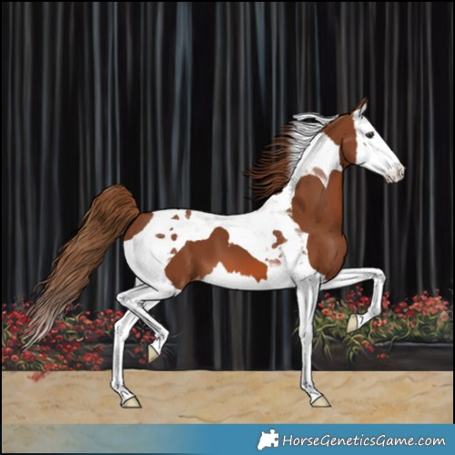 Horse Color:Chestnut Splash Tobiano Appaloosa