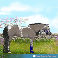 Horse Color:Gray Grullo Tobiano 