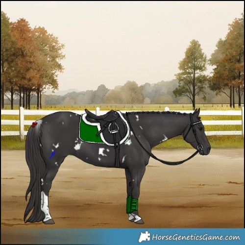 Horse Color:White Spotted Smoky Black Tobiano Rabicano 