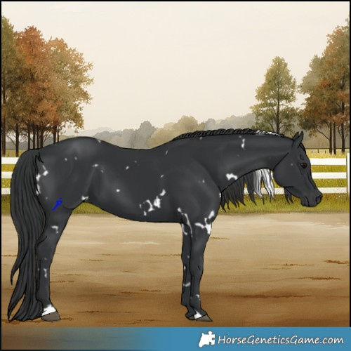 Horse Color:White Spotted Black 