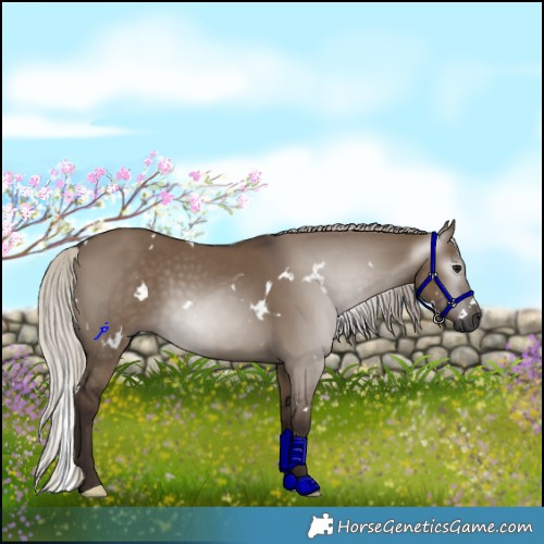 Horse Color:Gray White Spotted Silver Grullo 