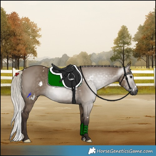 Horse Color:Gray White Spotted Silver Grullo