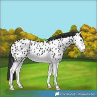 Horse Color:Black Splash Near Leopard