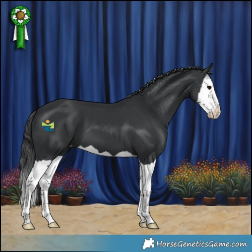 Horse Color:Black Splash Appaloosa 