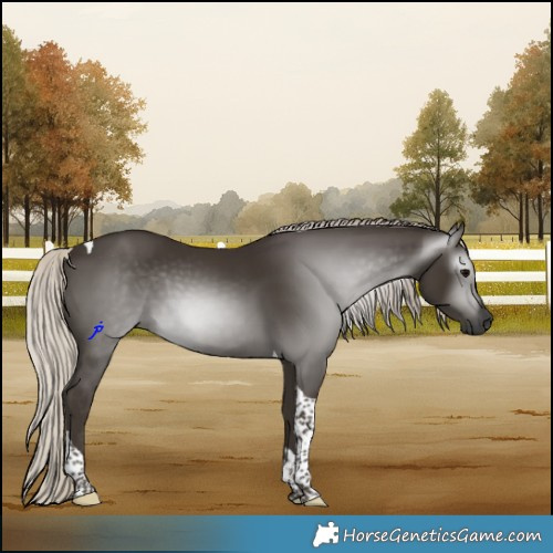 Horse Color:Gray Silver Black Tobiano 