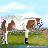 Horse Color:Chestnut Splash Tobiano 