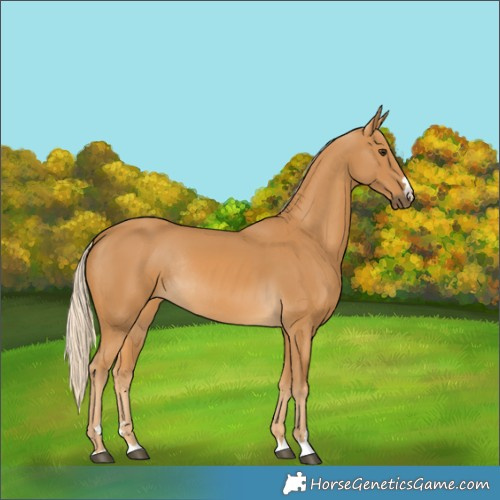 Horse Color:Palomino Rabicano 