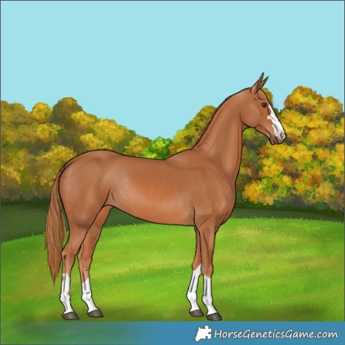 Horse Color:Chestnut Rabicano 