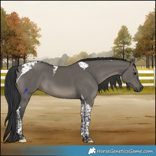 Horse Color:Grullo Tobiano 