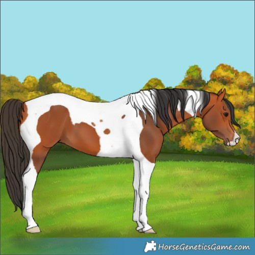 Horse Color:Bay Tobiano