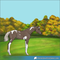 Horse Color:Silver Black Tobiano