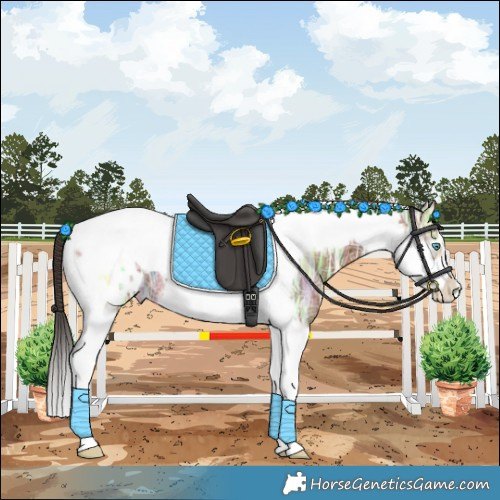Horse Color:Bay Ice Tobiano Frame Appaloosa