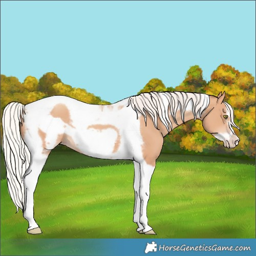 Horse Color:Silver Amber Champagne Tobiano Frame