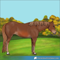 Horse Color:Chestnut 