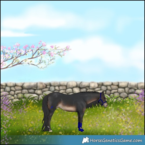 Horse Color:Brown Tobiano Appaloosa 