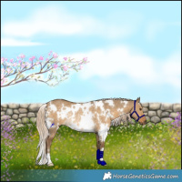 Horse Color:White Spotted Chocolate Palomino Dun Rabicano 
