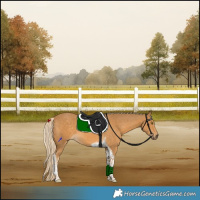Horse Color:Palomino Tobiano 