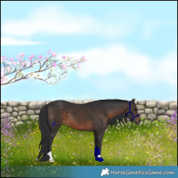 Horse Color:Brown 