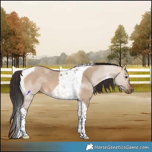 Horse Color:Bay Dun Tobiano 