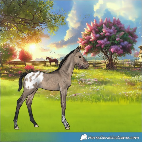 Horse Color:Brown Dun Tobiano Appaloosa Rabicano 