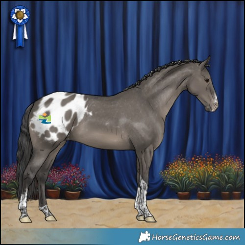 Horse Color:Grullo Sabino Tobiano Appaloosa Rabicano 