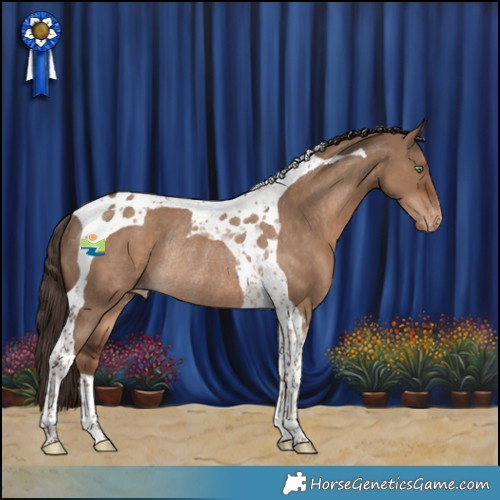 Horse Color:Liver Red Dun Tobiano Appaloosa Rabicano