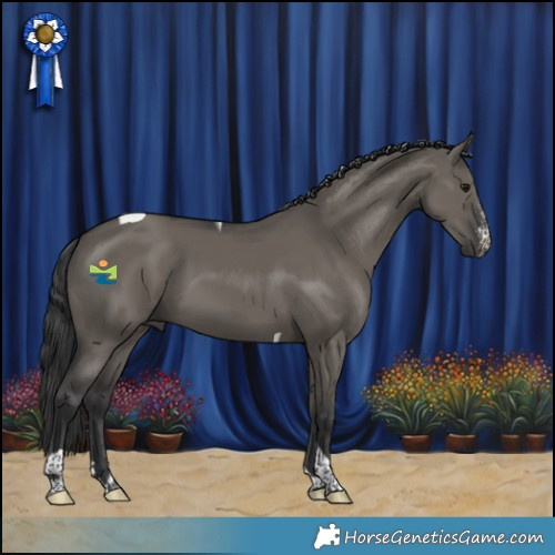 Horse Color:Grullo Sabino Tobiano Rabicano 