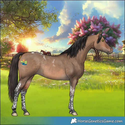 Horse Color:Bay Dun Tobiano Rabicano 