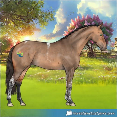 Horse Color:Bay Dun Tobiano Rabicano 