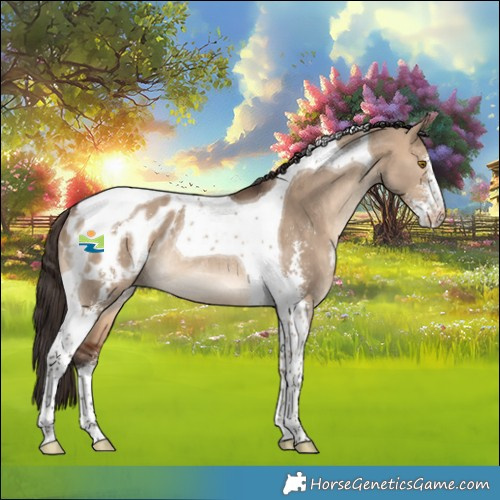 Horse Color:Bay Dun Sabino Tobiano Appaloosa Rabicano 